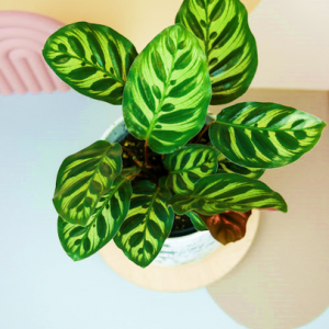 Calathea Makoyana