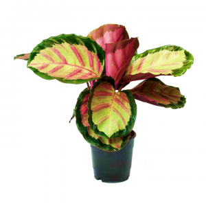 Calathea Roseopicta