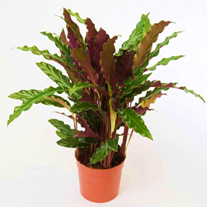 Calathea Rufibarba