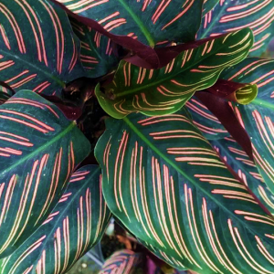 Calathea Sanderiana