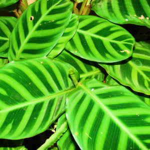 Calathea Zebrina