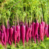 Carrot Purple