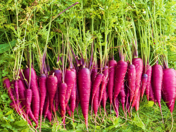 Carrot Purple