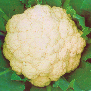 Cauliflower Mini White