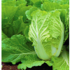 Chinese Cabbage Spring Queen