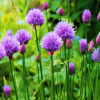 Chives Large Leaved