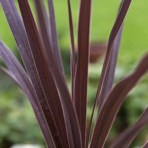 Cordyline Bronze