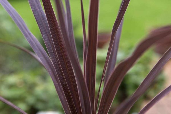 Cordyline Bronze