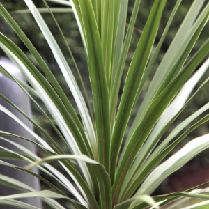 Cordyline Green Isle