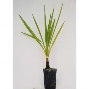 Cordyline Green Magic