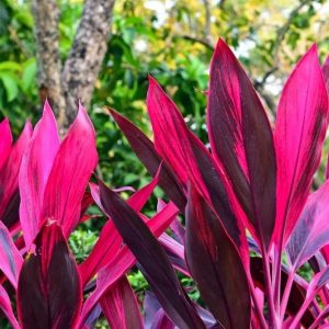 Cordyline Lily