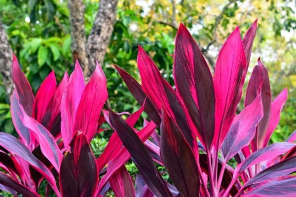 Cordyline Lily