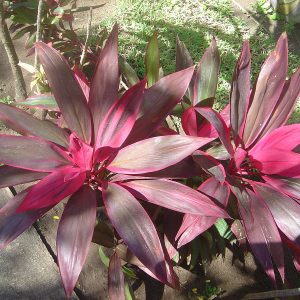 Cordyline Mahatma