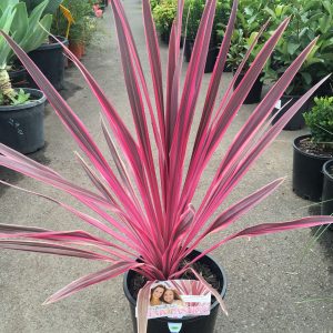 Cordyline Pink Variegated