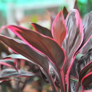 Cordyline Red Edge