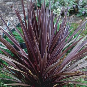 Cordyline Red Sensation