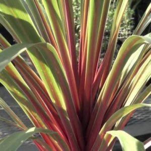 Cordyline Sundance