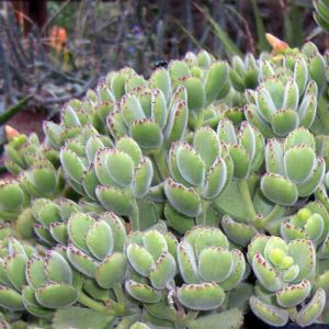 Cotyledon Bear's Paw