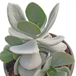 Cotyledon Delight