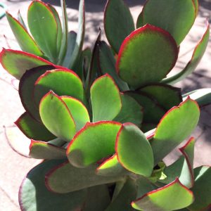 Cotyledon Kermit