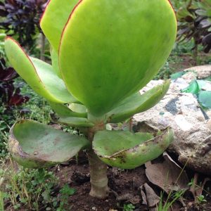 Cotyledon Macrantha