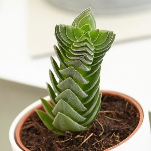 Crassula Buddha's Temple