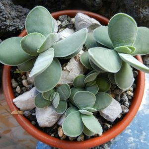 Crassula Dubia