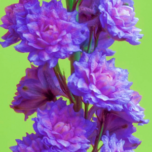 Delphinium Blueberry Pie