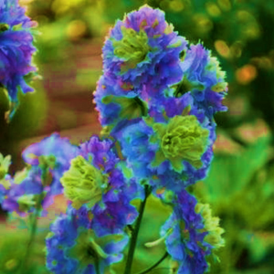 Delphinium Crystal Delight