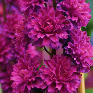 Delphinium Flamenco