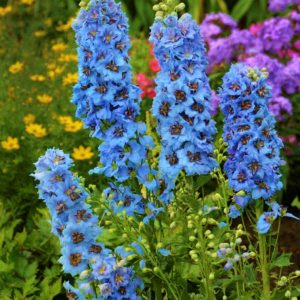 Delphinium Moonlight