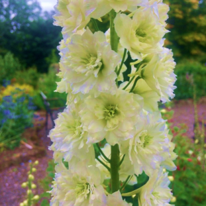 Delphinium Morning Sunrise