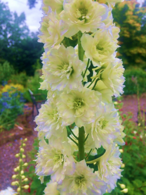 Delphinium Morning Sunrise