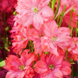 Delphinium Princess Red Caroline