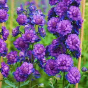 Delphinium Sweet Sensation