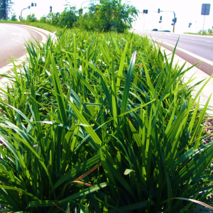 Dianella Mountain Breeze