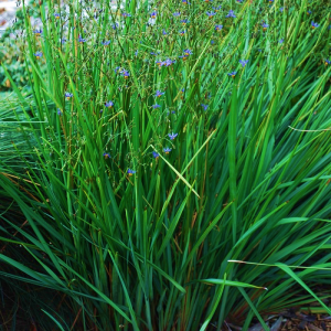 Dianella Seaspray