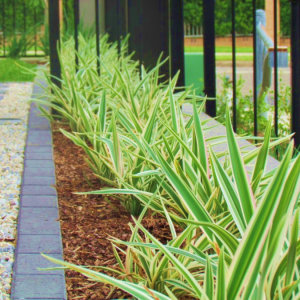 Dianella Silver Streak