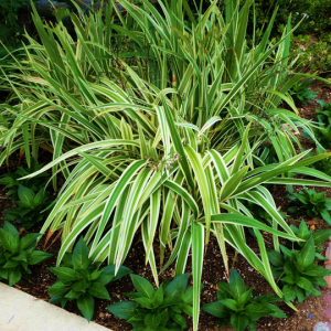 Dianella Variegated