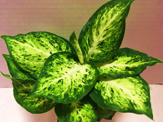 Dieffenbachia Amy