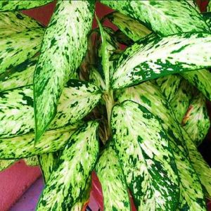 Dieffenbachia Starbright