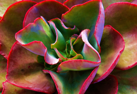 Echeveria Big Red Tissue Culture - My Plant Warehouse - Indoor Plants ...