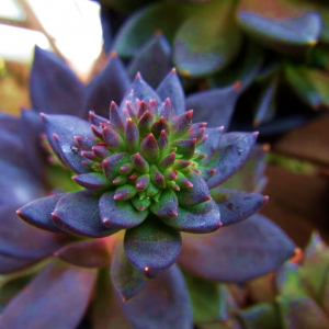 Echeveria Black Knight