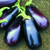 Eggplant Market Supreme