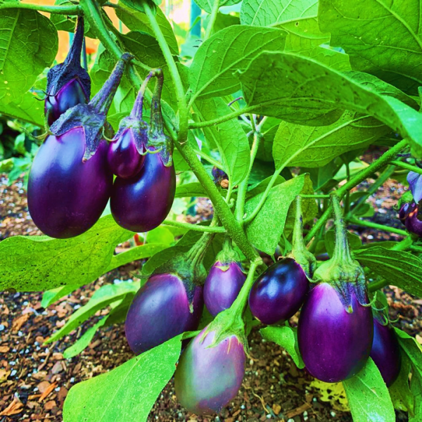 Eggplant Patio Baby