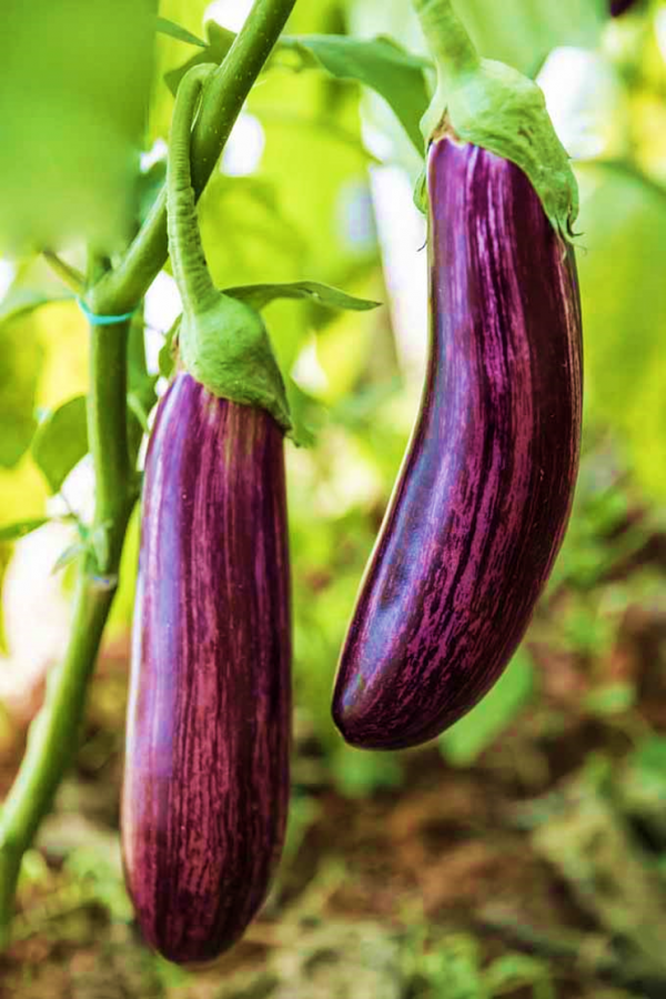 Eggplant Purple