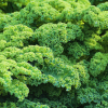 Kale Curly Green