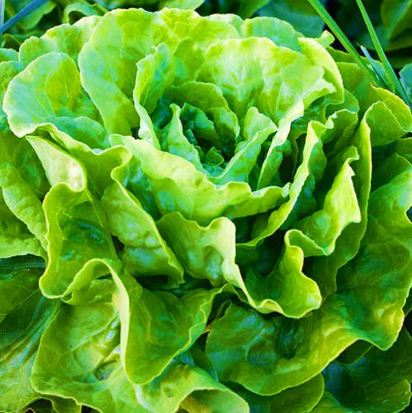 Lettuce Mignonette Green GM