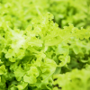 Lettuce Mini Oakleaf Green Raw