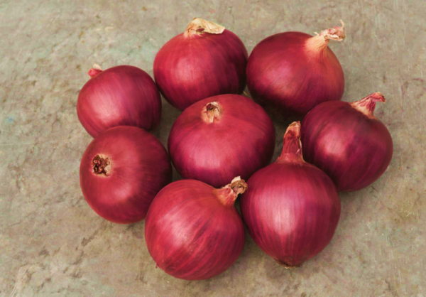 Onion Globe Hybrid Red